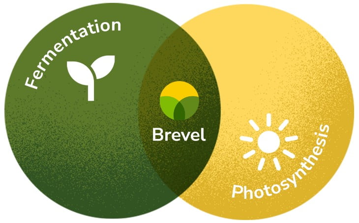Brevel's solution - Photosynthesis and fermentation